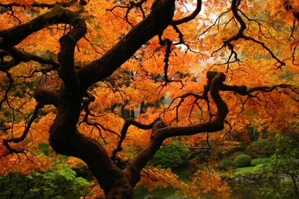 Erable du japon en automne